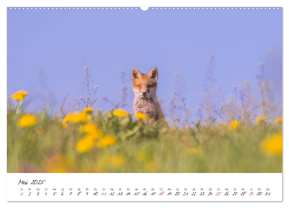 Fuchs entdeckt - im Naturparadies der Mecklenburgischen Seenplatte (CALVENDO Premium Wandkalender 2025)