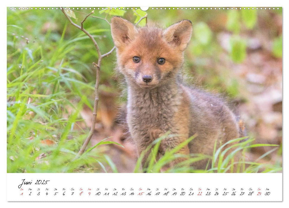 Fuchs entdeckt - im Naturparadies der Mecklenburgischen Seenplatte (CALVENDO Premium Wandkalender 2025)