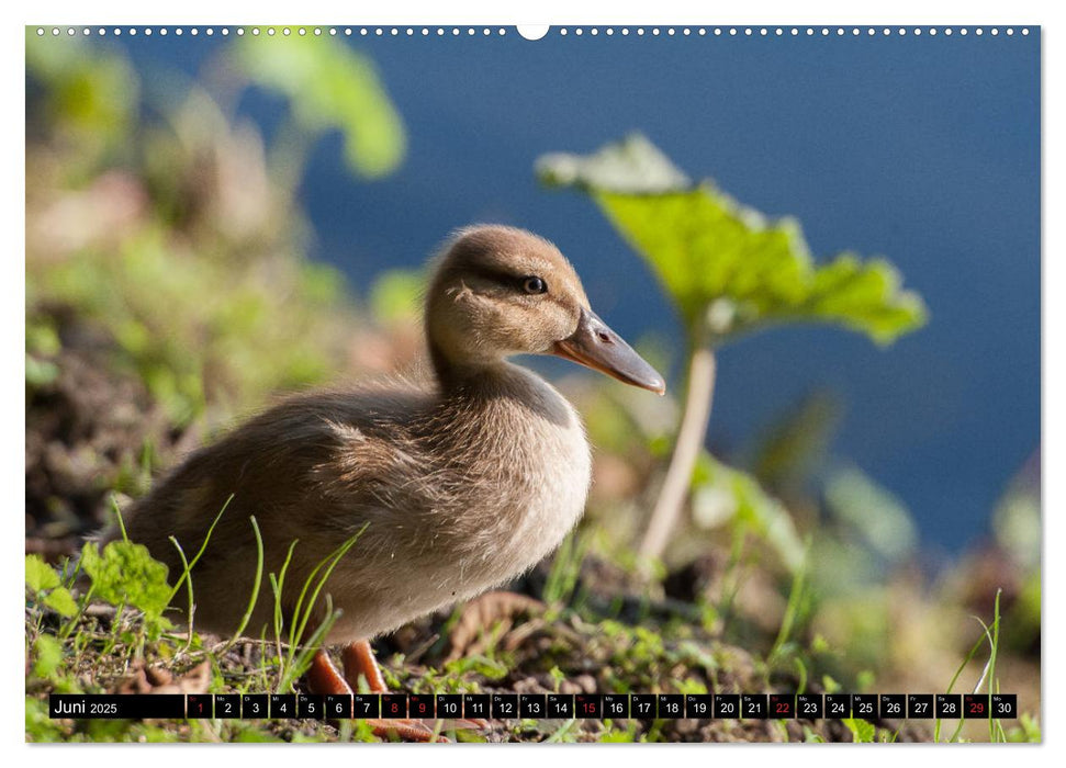 Rund um den Baldeneysee (CALVENDO Wandkalender 2025)