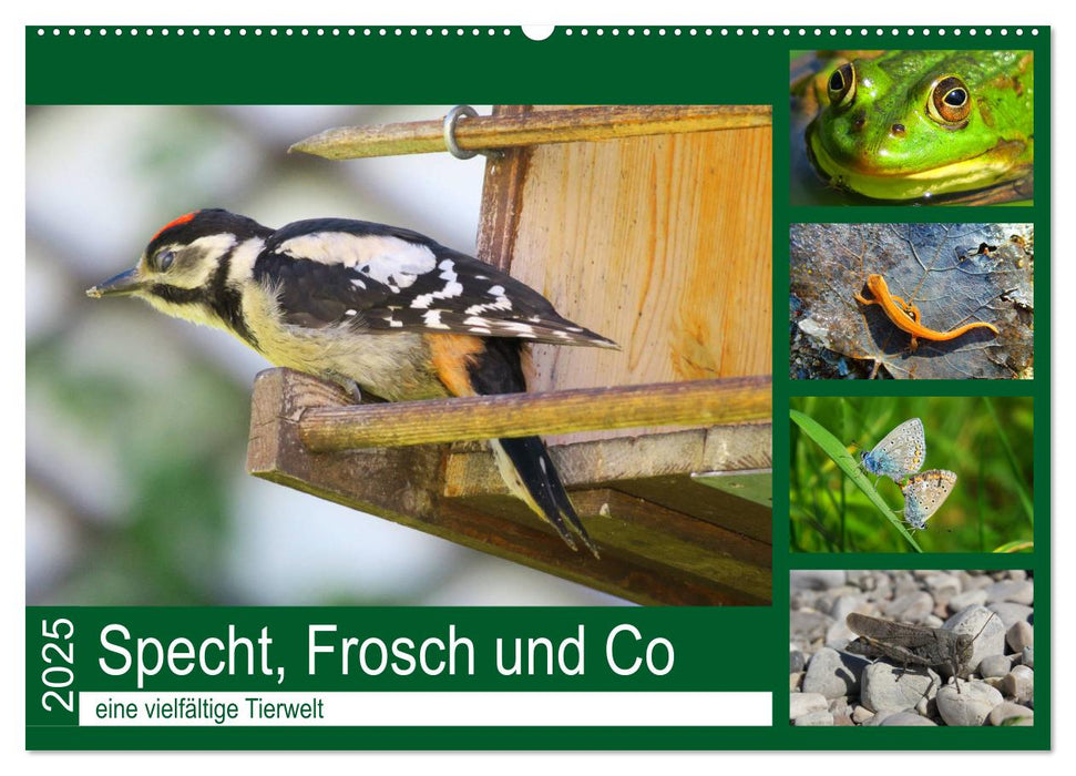 Specht, Frosch und Co - eine vielfältige Tierwelt (CALVENDO Wandkalender 2025)