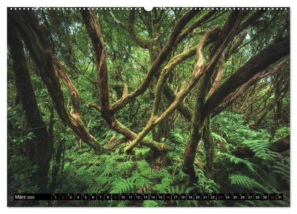 TENERIFFA - DIE KRAFT DER NATUR HAUTNAH (CALVENDO Wandkalender 2025)