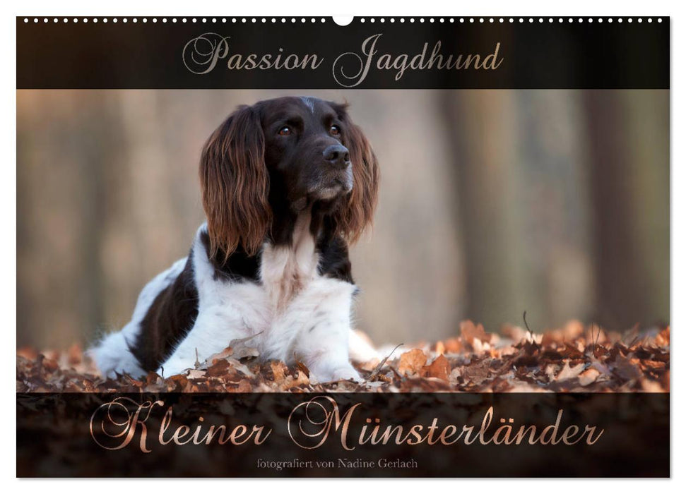 Passion Jagdhund - Kleiner Münsterländer (CALVENDO Wandkalender 2025)