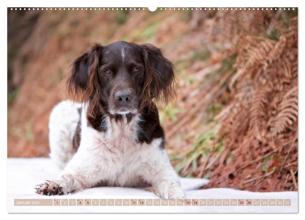 Passion Jagdhund - Kleiner Münsterländer (CALVENDO Wandkalender 2025)