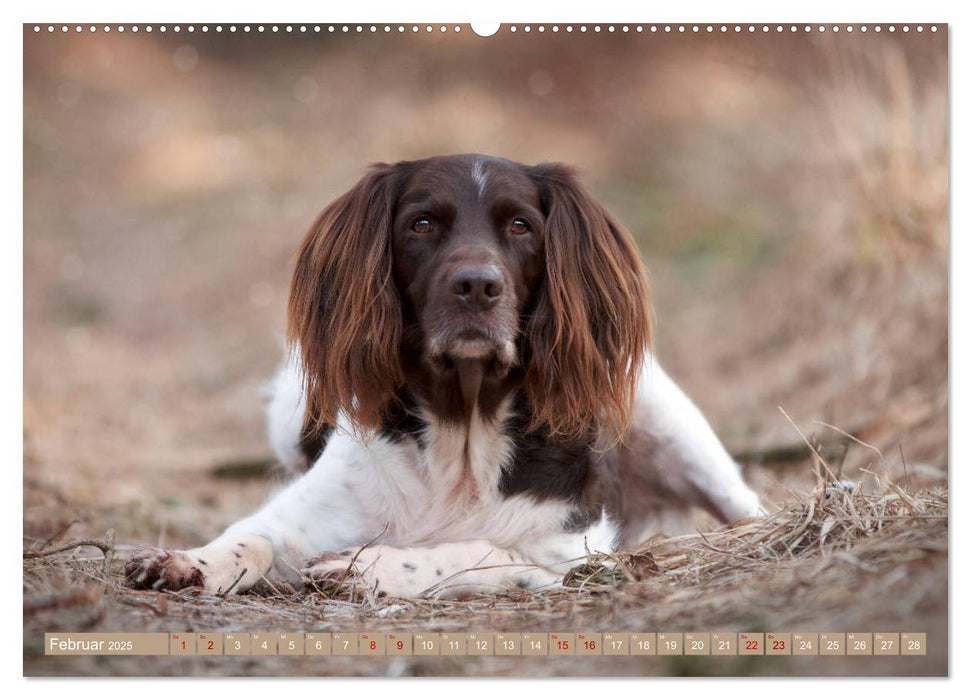 Passion Jagdhund - Kleiner Münsterländer (CALVENDO Wandkalender 2025)