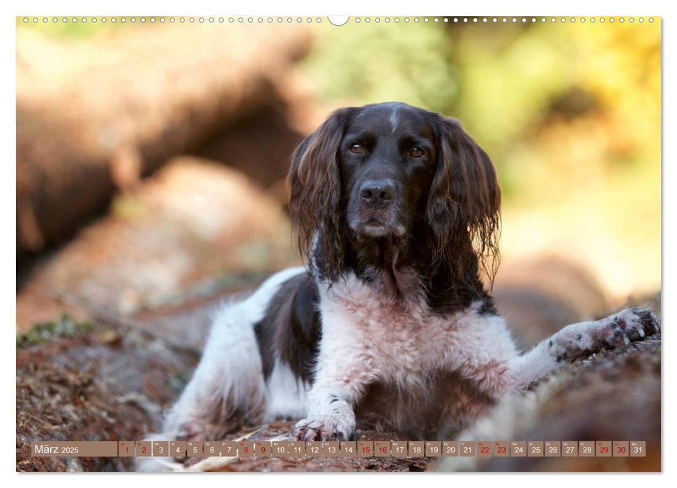 Passion Jagdhund - Kleiner Münsterländer (CALVENDO Wandkalender 2025)