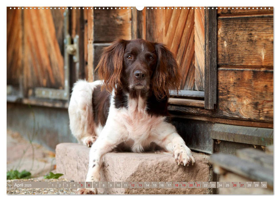 Passion Jagdhund - Kleiner Münsterländer (CALVENDO Wandkalender 2025)