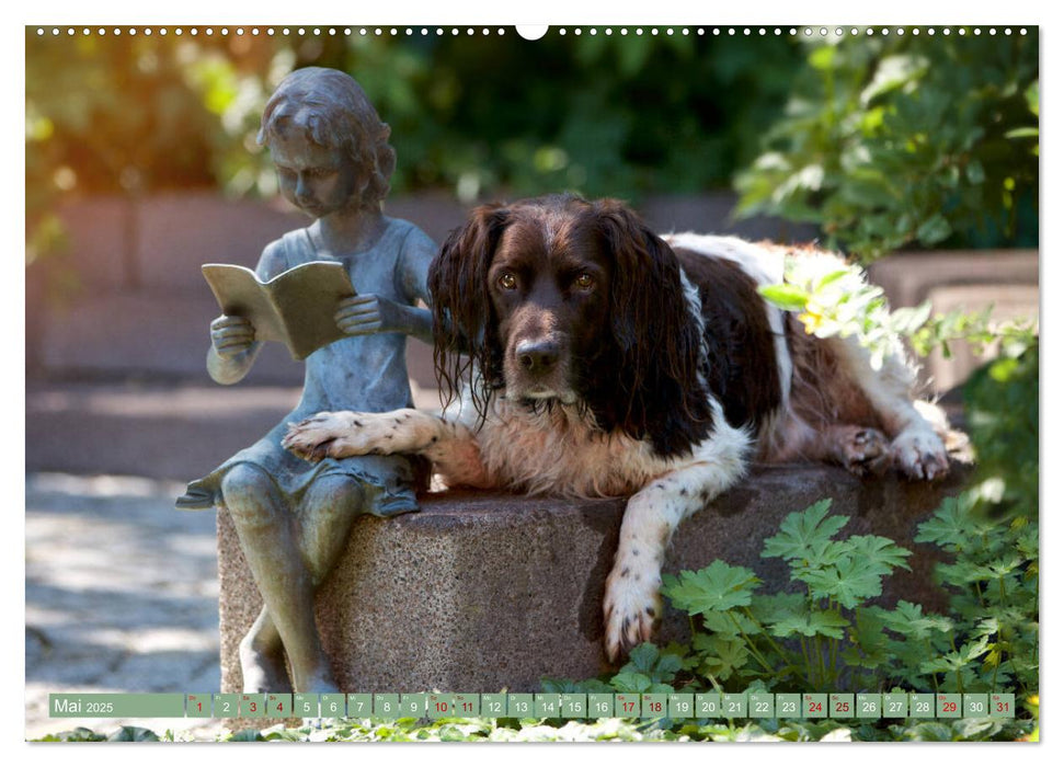 Passion Jagdhund - Kleiner Münsterländer (CALVENDO Wandkalender 2025)