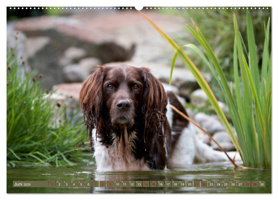 Passion Jagdhund - Kleiner Münsterländer (CALVENDO Wandkalender 2025)