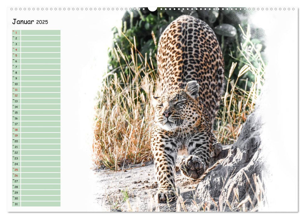 Tierisches Yoga (CALVENDO Premium Wandkalender 2025)