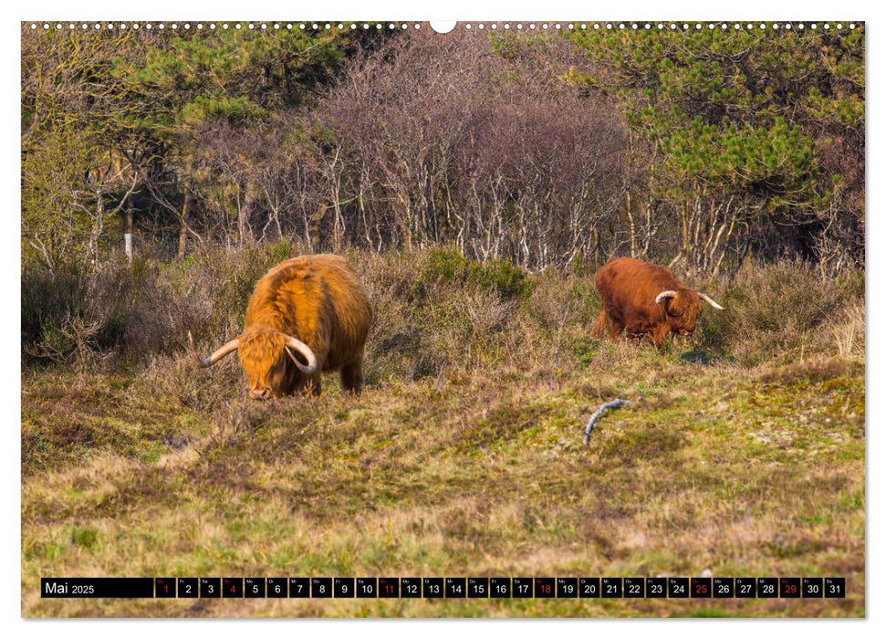 Dünenreservat - Nordhollands unberührte Natur (CALVENDO Wandkalender 2025)