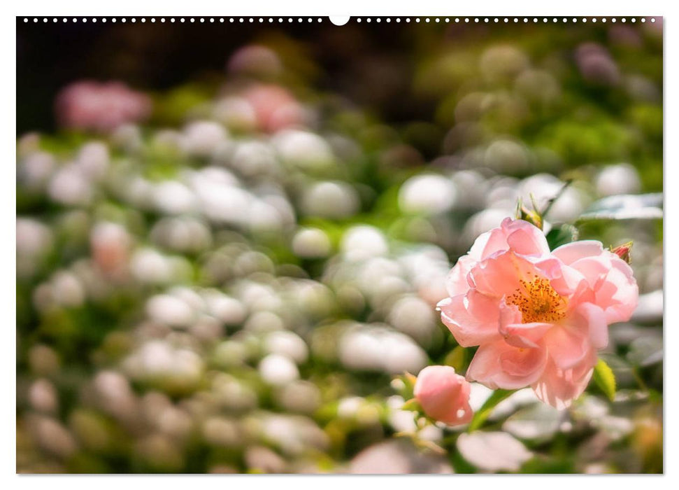 Zauberhafte Rosenblüten (CALVENDO Premium Wandkalender 2025)