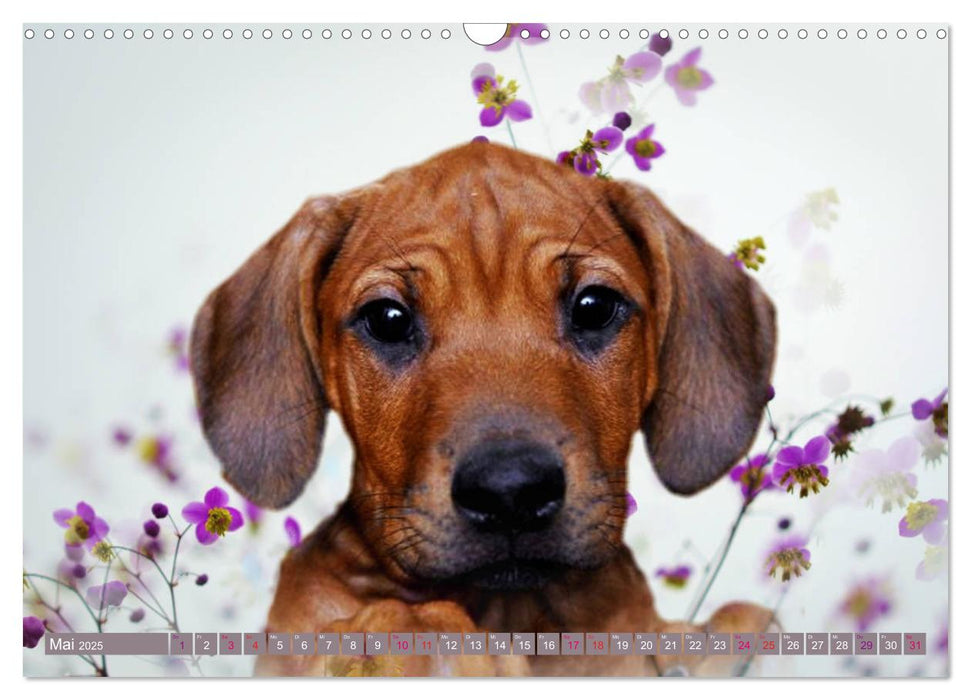 Rhodesian Ridgeback Augen-Blicke (CALVENDO Wandkalender 2025)