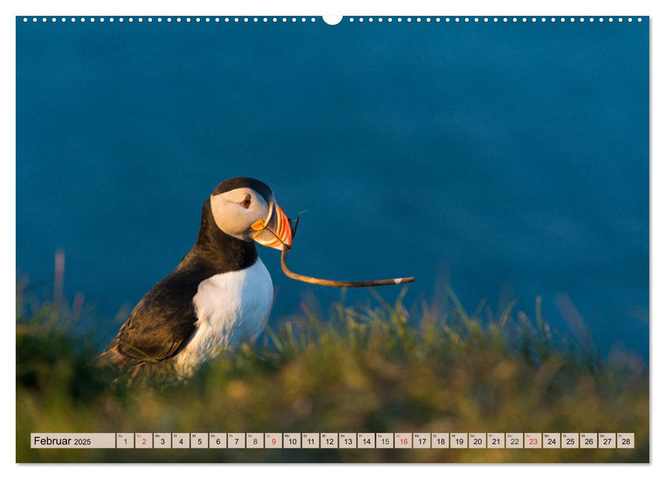 Papageitaucher - Puffins (CALVENDO Premium Wandkalender 2025)