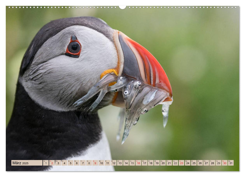 Papageitaucher - Puffins (CALVENDO Premium Wandkalender 2025)