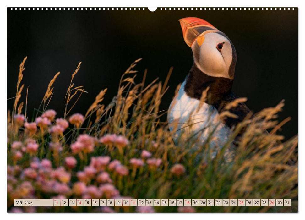 Papageitaucher - Puffins (CALVENDO Premium Wandkalender 2025)