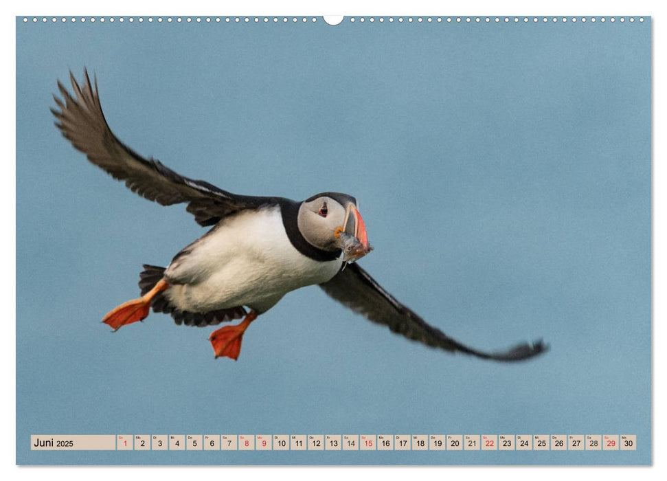 Papageitaucher - Puffins (CALVENDO Premium Wandkalender 2025)