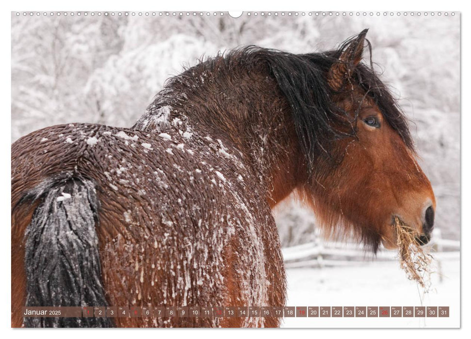 Kaltblüter - Schwere Pferde mit Charme (CALVENDO Premium Wandkalender 2025)