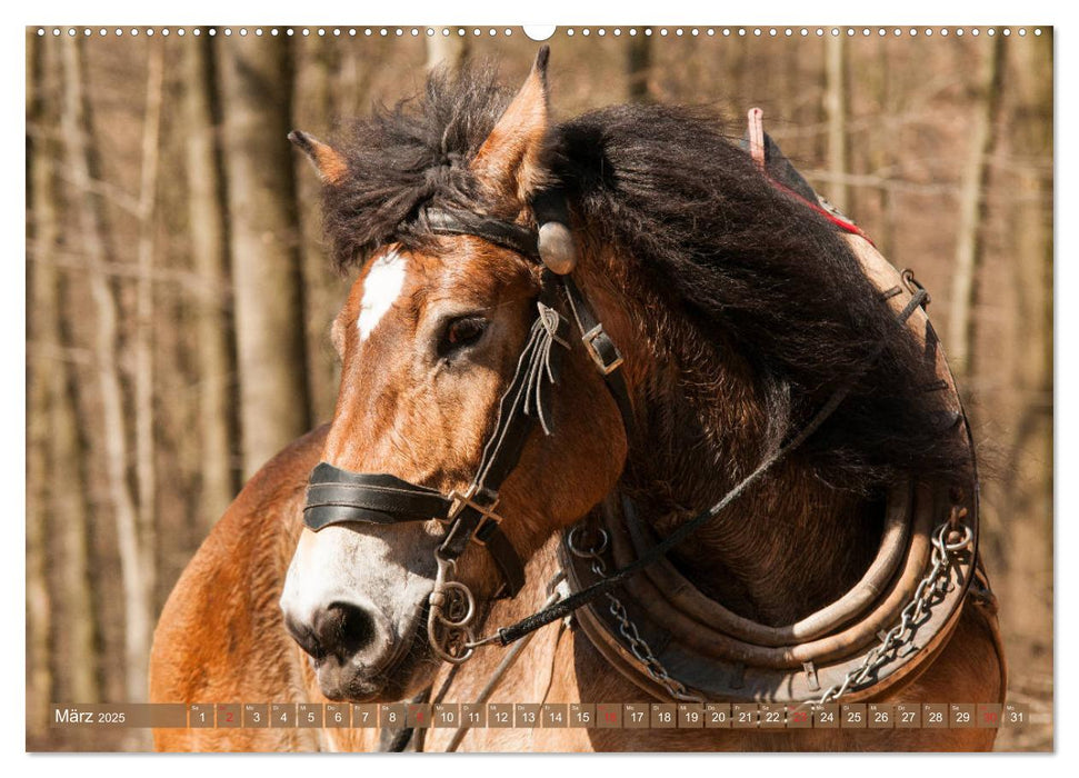 Kaltblüter - Schwere Pferde mit Charme (CALVENDO Premium Wandkalender 2025)