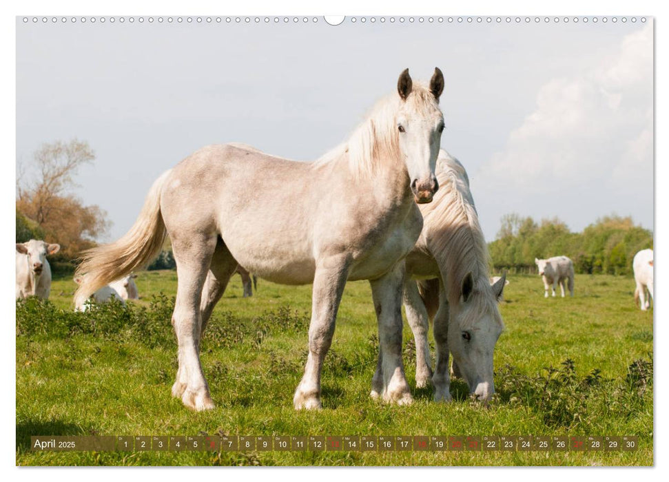 Kaltblüter - Schwere Pferde mit Charme (CALVENDO Premium Wandkalender 2025)