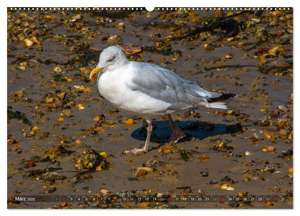 Amrum Insel am Wattenmeer (CALVENDO Premium Wandkalender 2025)