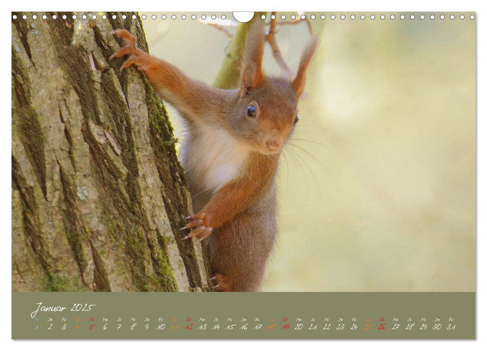 Mein kleiner Freund das Eichhörnchen (CALVENDO Wandkalender 2025)