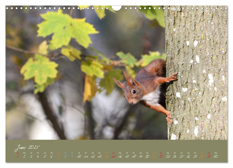 Mein kleiner Freund das Eichhörnchen (CALVENDO Wandkalender 2025)