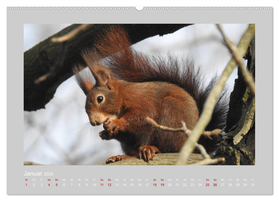 Eichhörnchen - Süße Nussknacker (CALVENDO Premium Wandkalender 2025)