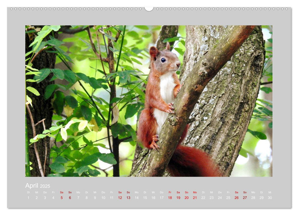 Eichhörnchen - Süße Nussknacker (CALVENDO Premium Wandkalender 2025)