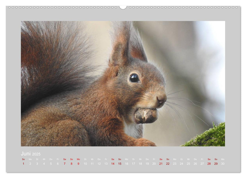 Eichhörnchen - Süße Nussknacker (CALVENDO Premium Wandkalender 2025)