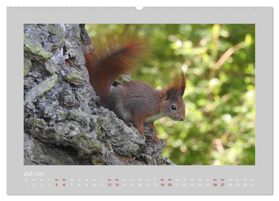 Eichhörnchen - Süße Nussknacker (CALVENDO Premium Wandkalender 2025)