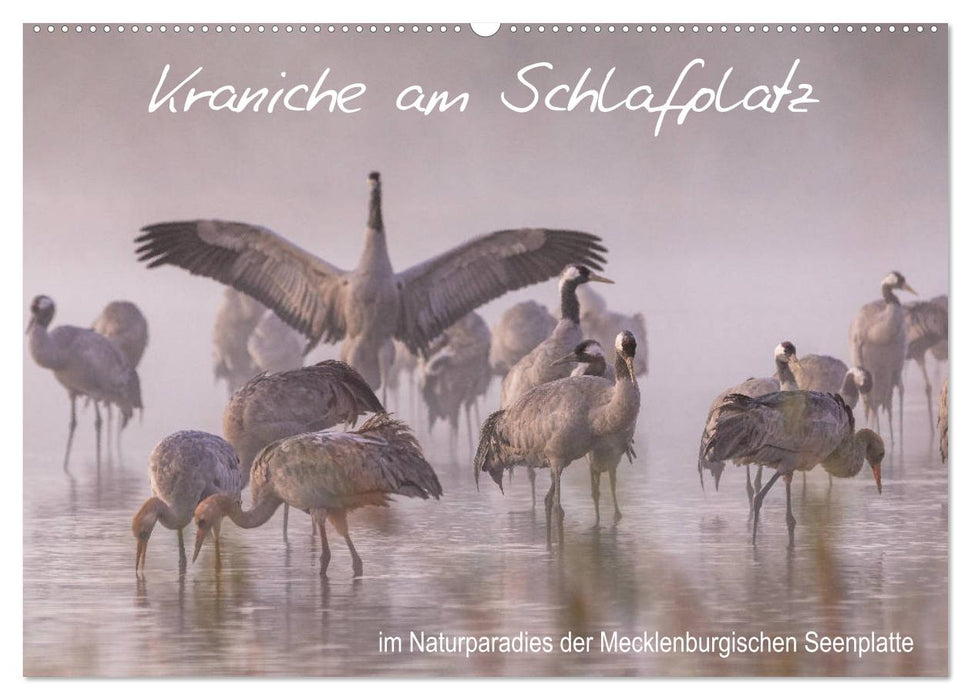 Kraniche am Schlafplatz - im Naturparadies der Mecklenburgischen Seenplatte (CALVENDO Wandkalender 2025)