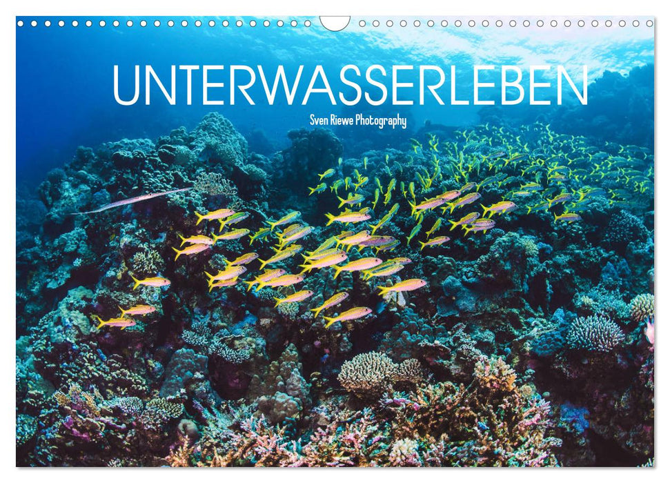 Unterwasserleben (CALVENDO Wandkalender 2025)