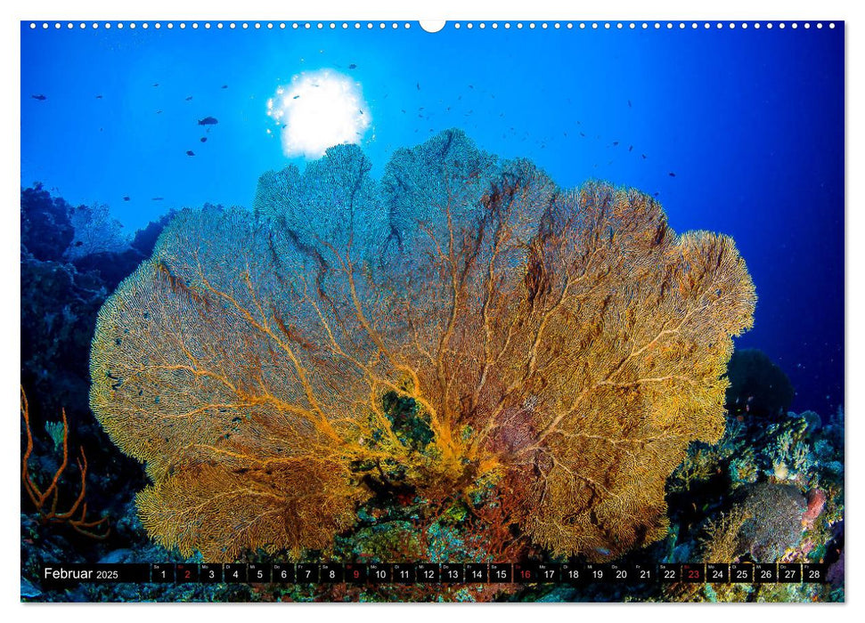 Sea-Pics Unterwasserfotografie (CALVENDO Premium Wandkalender 2025)