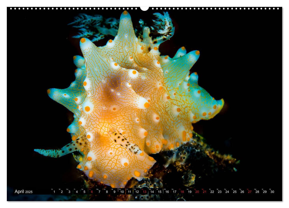 Sea-Pics Unterwasserfotografie (CALVENDO Premium Wandkalender 2025)