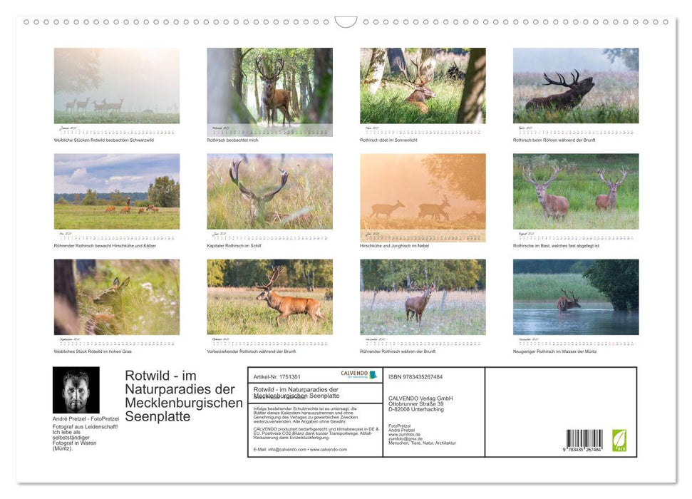 Rotwild - im Naturparadies der Mecklenburgischen Seenplatte (CALVENDO Wandkalender 2025)