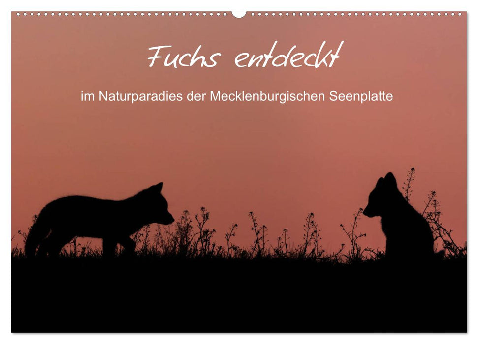 Fuchs entdeckt - im Naturparadies der Mecklenburgischen Seenplatte (CALVENDO Wandkalender 2025)