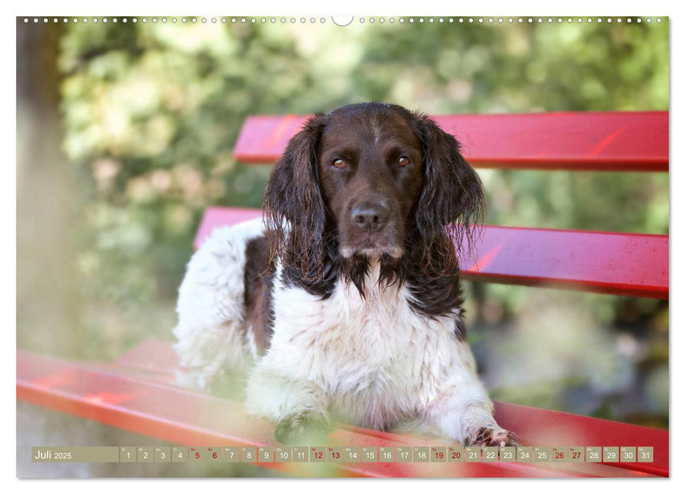 Passion Jagdhund - Kleiner Münsterländer (CALVENDO Premium Wandkalender 2025)