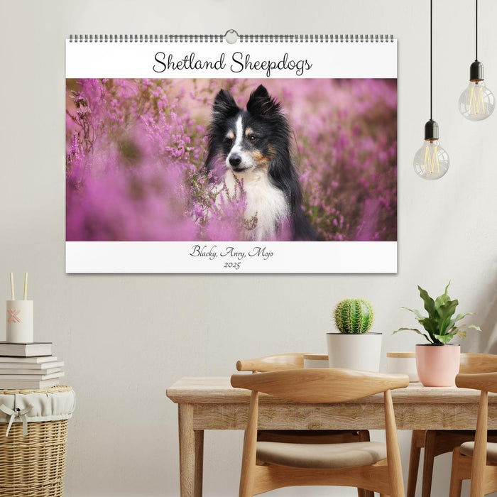 Shetland Sheepdogs Blacky, Anry, Mojo 2025 (CALVENDO Wandkalender 2025)