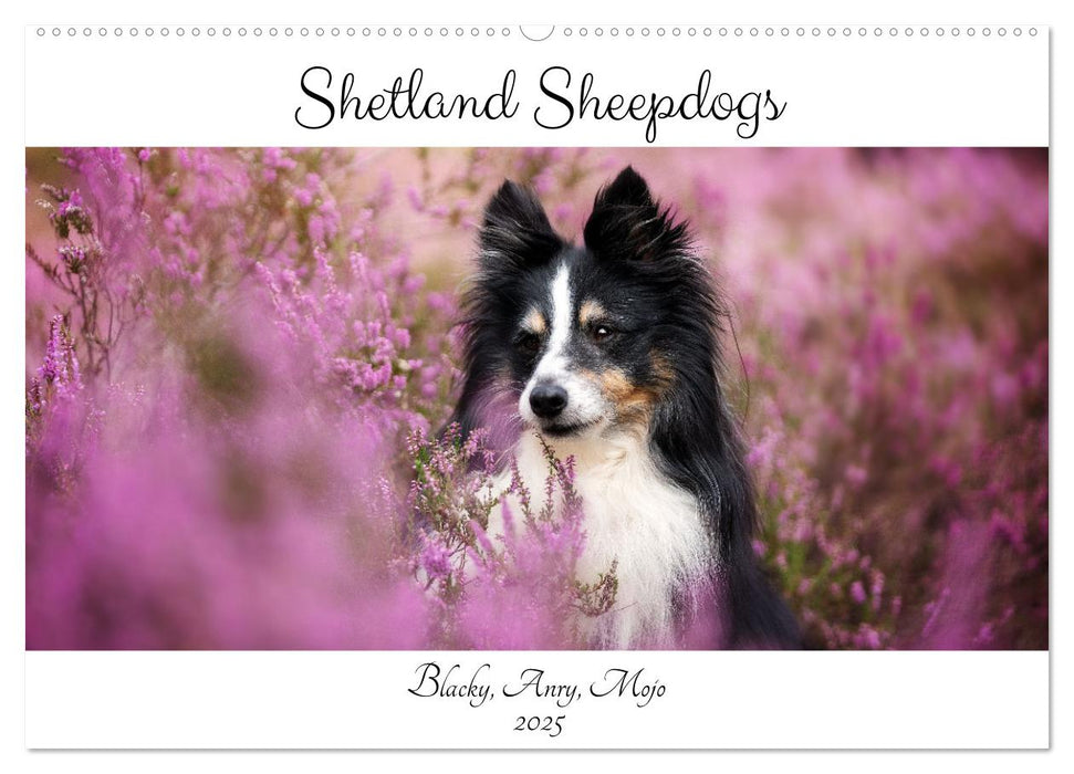 Shetland Sheepdogs Blacky, Anry, Mojo 2025 (CALVENDO Wandkalender 2025)