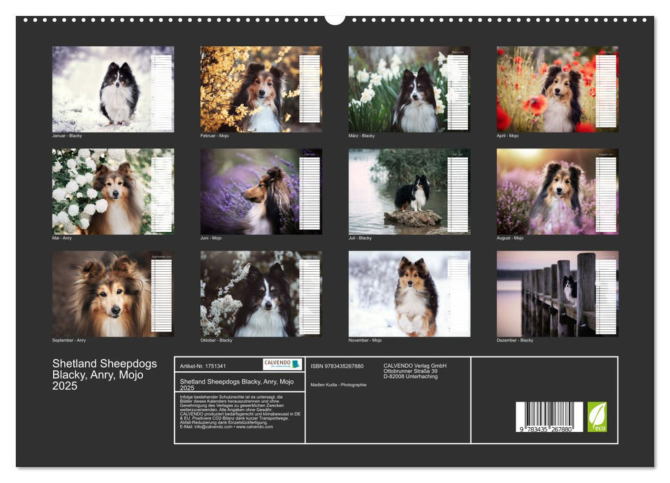 Shetland Sheepdogs Blacky, Anry, Mojo 2025 (CALVENDO Wandkalender 2025)