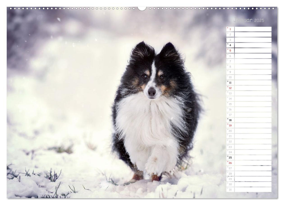 Shetland Sheepdogs Blacky, Anry, Mojo 2025 (CALVENDO Wandkalender 2025)