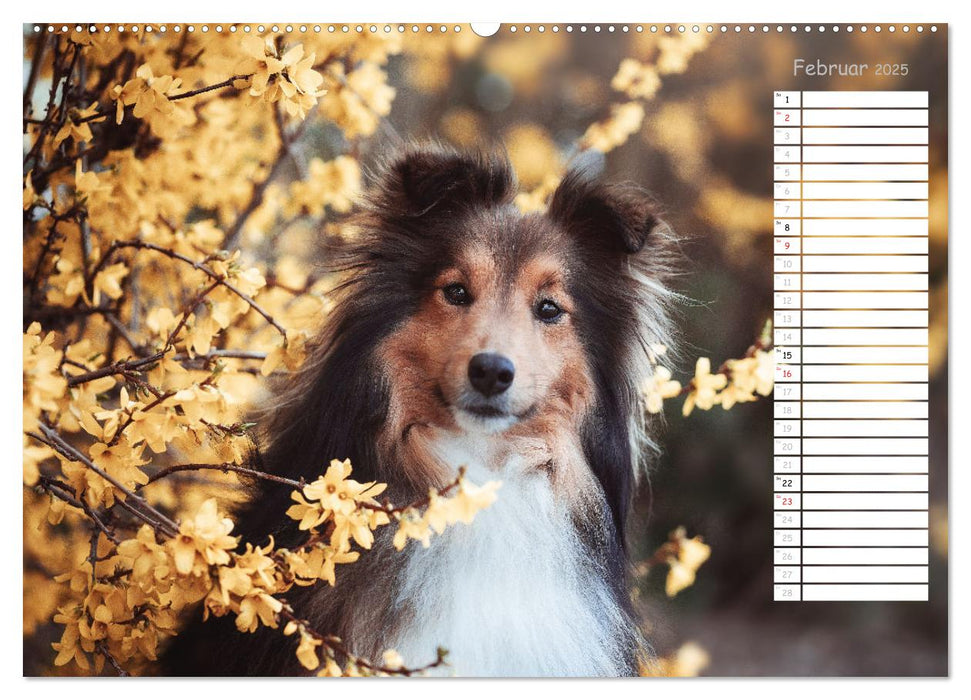 Shetland Sheepdogs Blacky, Anry, Mojo 2025 (CALVENDO Wandkalender 2025)