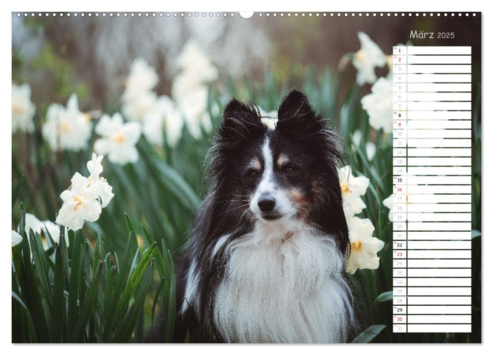 Shetland Sheepdogs Blacky, Anry, Mojo 2025 (CALVENDO Wandkalender 2025)