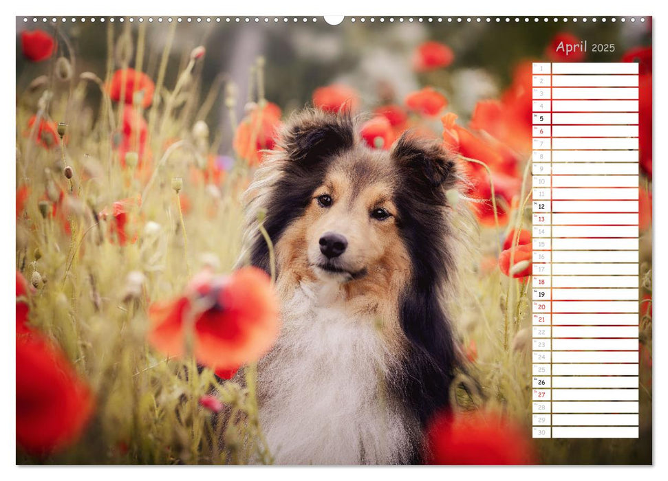 Shetland Sheepdogs Blacky, Anry, Mojo 2025 (CALVENDO Wandkalender 2025)