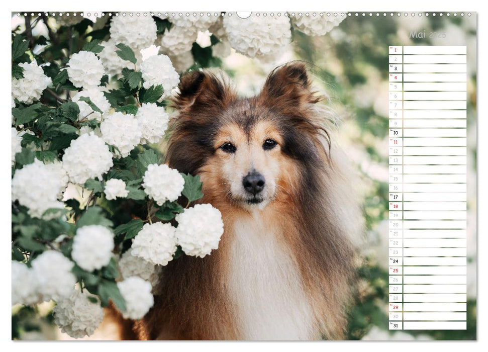 Shetland Sheepdogs Blacky, Anry, Mojo 2025 (CALVENDO Wandkalender 2025)