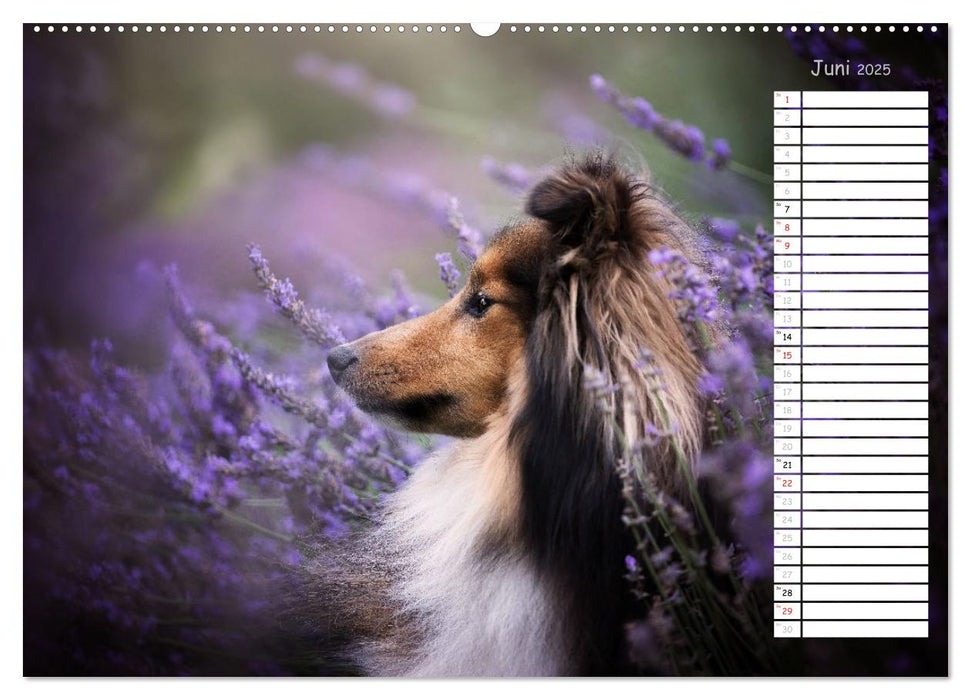 Shetland Sheepdogs Blacky, Anry, Mojo 2025 (CALVENDO Wandkalender 2025)