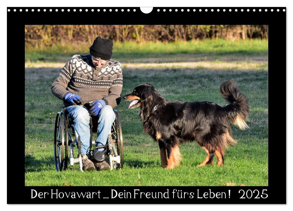 Der Hovawart... Dein Freund fürs Leben ! (CALVENDO Wandkalender 2025)