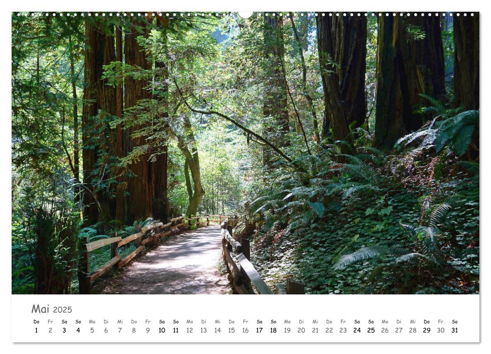 Wald - bezaubernde Wälder (CALVENDO Wandkalender 2025)