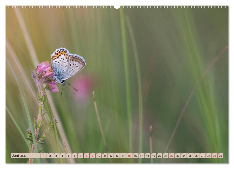 Diepholzer Hochmoor (CALVENDO Wandkalender 2025)