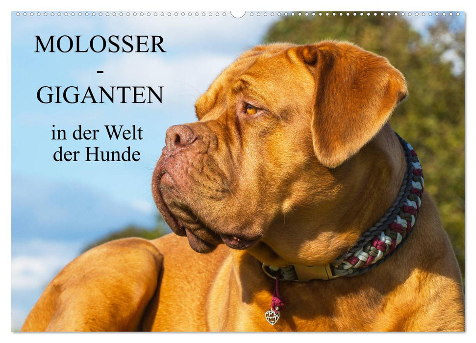 Molosser - Giganten in der Welt der Hunde (CALVENDO Wandkalender 2025)